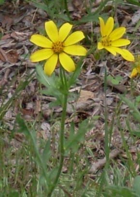 Engelmann's Daisy (Engelmannia peristenia)