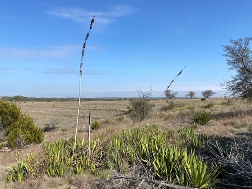 Thorncrest agave (Agave lophantha)