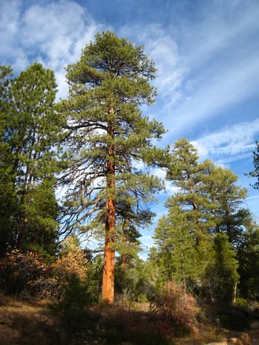 Southwestern White Pine (Pinus brachyptera)