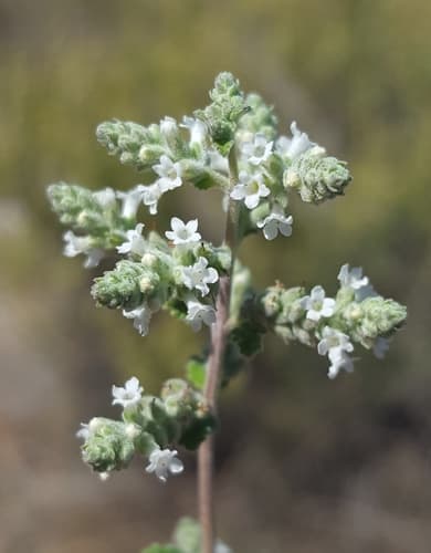 Wright's Beebrush (Aloysia wrightii)