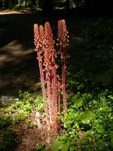 Pine-drops (Pterospora andromedea)