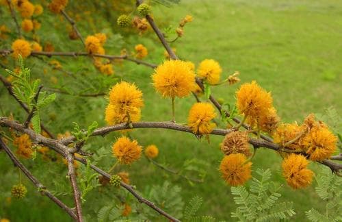 Huisache (Vachellia farnesiana)
