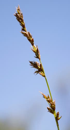 Prairie Sedge (Carex prairea)