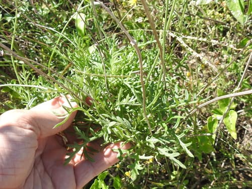 Naked Mexican Hat (Ratibida peduncularis)