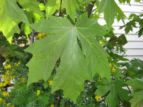 Pacific Maple (Acer macrophyllum)