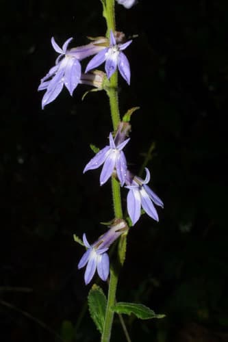 Downy Lobelia (Lobelia puberula)