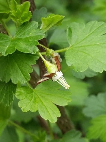 Wild black gooseberry (Ribes divaricatum)