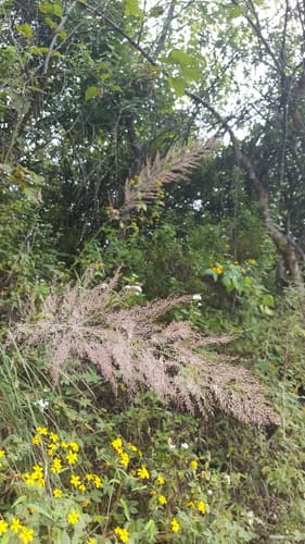 Bull muhly (Muhlenbergia emersleyi)