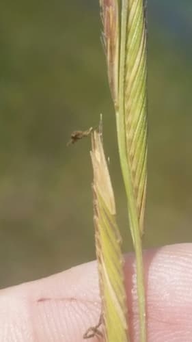 Sand cordgrass (Sporobolus bakeri)