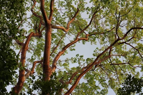 West indian-birch (Bursera simaruba)