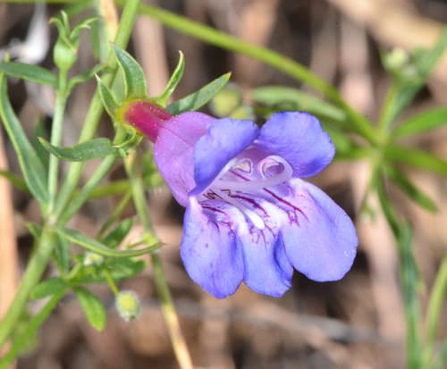 Bunchleaf Penstemon (Penstemon heterophyllus)