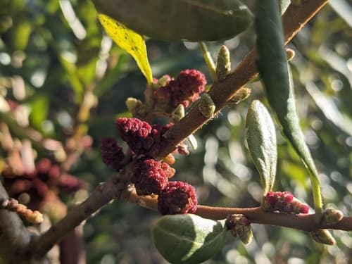 Pacific waxmyrtle (Myrica californica)
