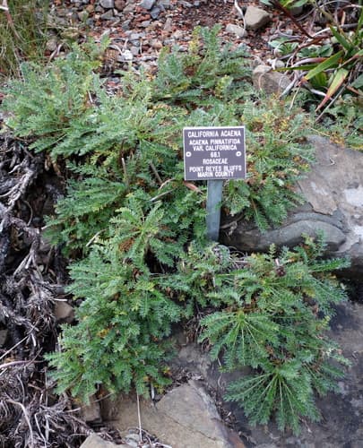 Argentinian biddy-biddy (Acaena pinnatifida)