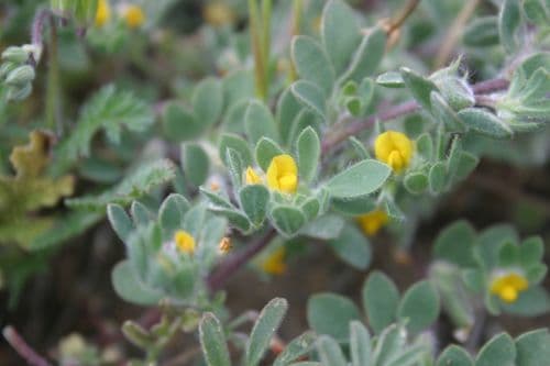 Shortpod lotus (Acmispon brachycarpus)