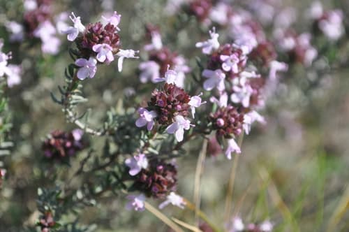 Thyme (Thymus vulgaris)
