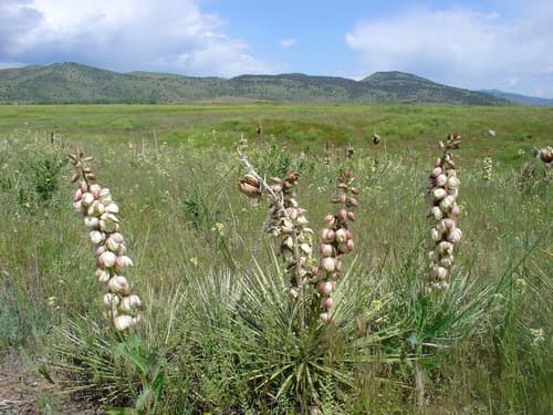 Soapweed yucca (Yucca glauca)