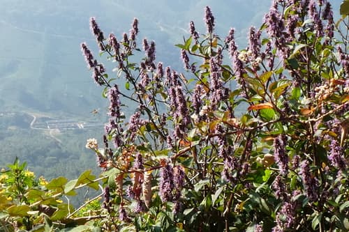 Texas hummingbird mint (Agastache cana)