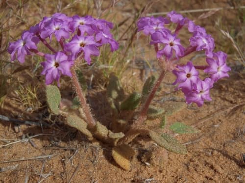 Desert sand verbena (Abronia villosa)