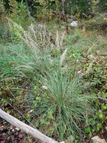 Big Muhly (Muhlenbergia lindheimeri)