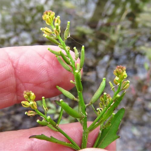 Southern Marsh Yellowcress (Rorippa teres)