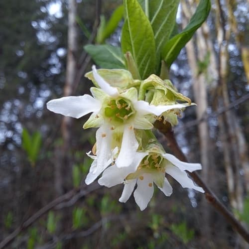 Indian plum (Oemleria cerasiformis)