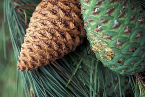 Insignis pine (Pinus radiata)