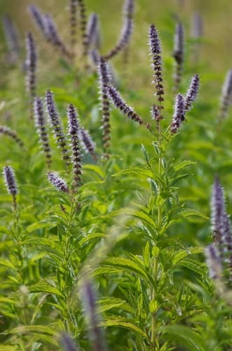 Spearmint (Mentha spicata)