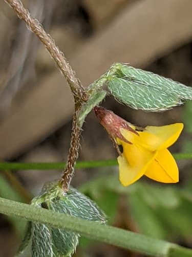 Chile trefoil (Acmispon wrangelianus)
