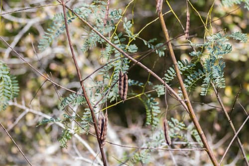 Poison-bean (Sesbania drummondii)