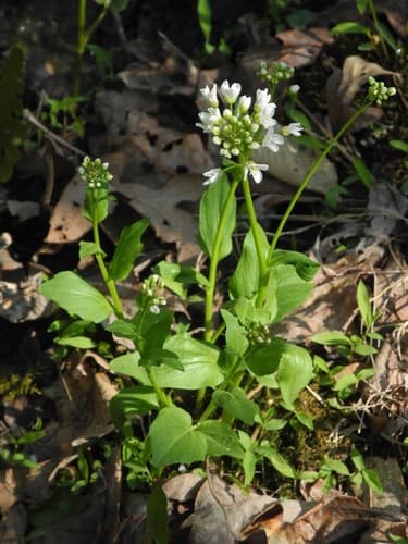 Bulbous Bittercress (Cardamine bulbosa)