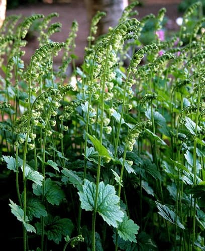Fringecups (Tellima grandiflora)