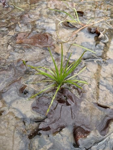 Appalachian Quillwort (Isoetes engelmannii)