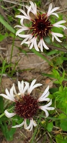 Lanceleaf Blanketflower (Gaillardia aestivalis)