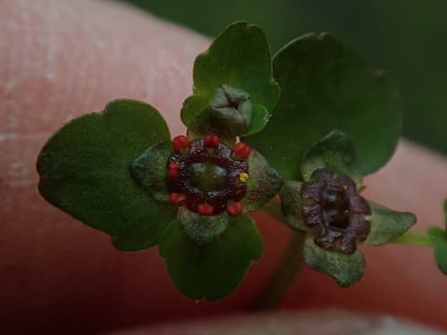 American Golden Saxifrage (Chrysosplenium americanum)
