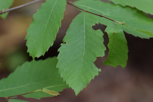 Chinkapin (Castanea pumila)