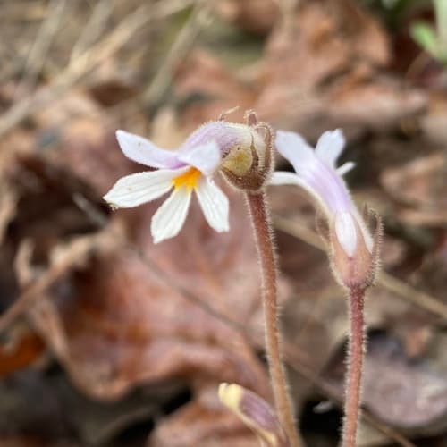 Ghostpipes (Aphyllon uniflorum)