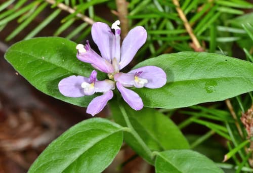 California milkwort (Polygala californica)