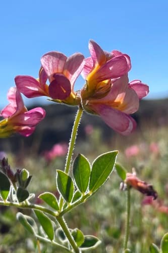 Chaparral lotus (Acmispon grandiflorus)