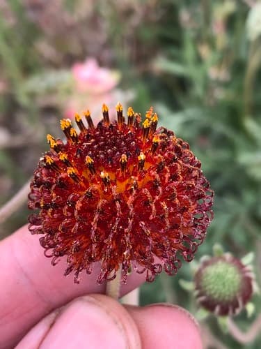 Fragrant Gaillardia (Gaillardia suavis)
