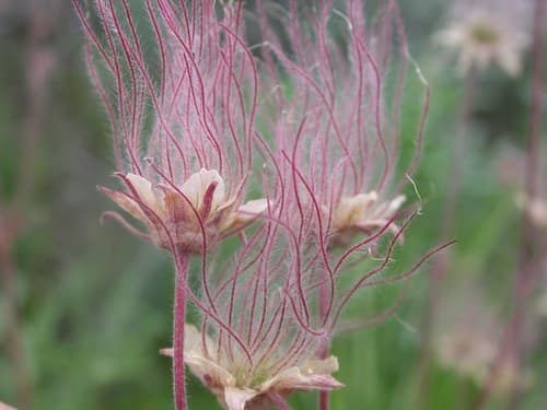 Old-man's-whiskers (Geum triflorum)