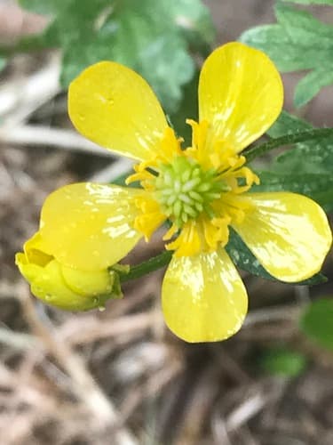 Bristly Buttercup (Ranunculus hispidus)