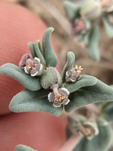 Broadleaf Spurge (Euphorbia lata)