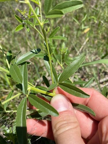 Slimflower scurfpea (Pediomelum tenuiflorum)