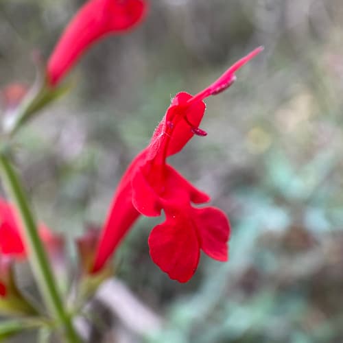 Cedar Sage (Salvia roemeriana)