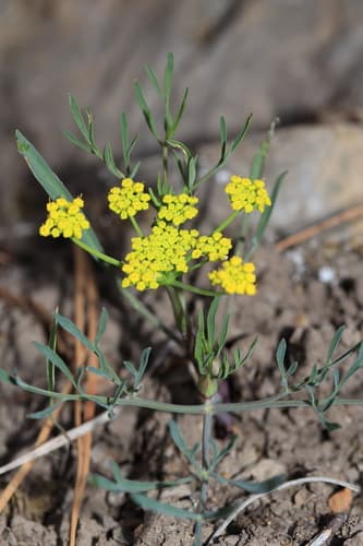 Wyeth Biscuitroot (Lomatium ambiguum)
