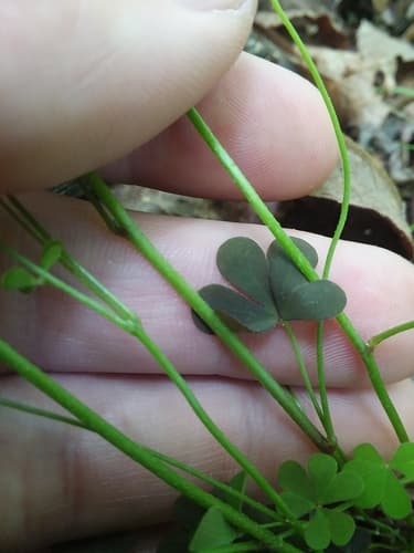 Slender Eastern Wood-sorrel (Oxalis florida)