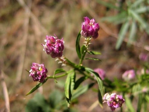 Common Polygala (Polygala sanguinea)