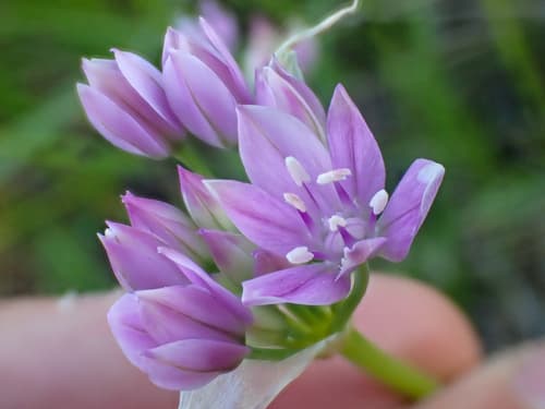 American garlic (Allium unifolium)