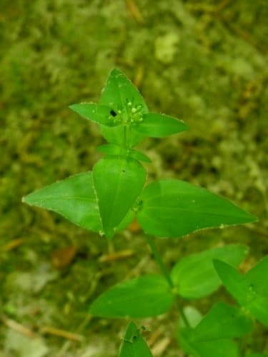 Venus' Pride (Houstonia purpurea)