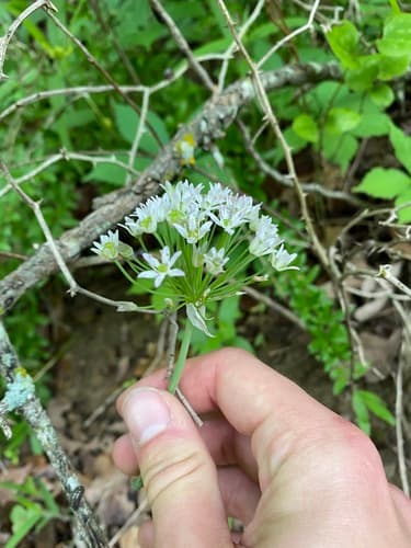 Fraser's onion (Allium fraseri)